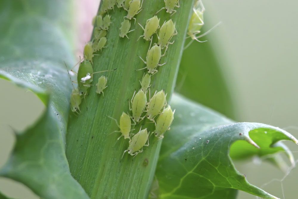 Help me clear my aphid problem! Bunnings community