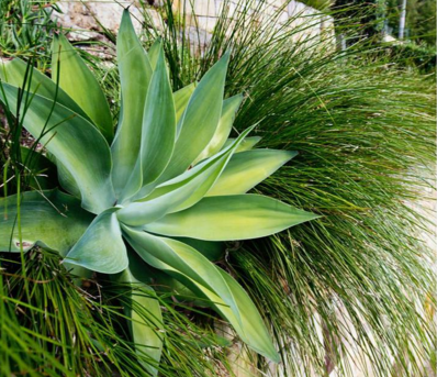 agave.png