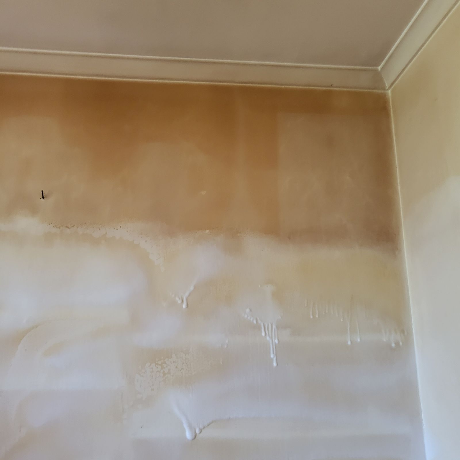 How to get rid of nicotine stains from w... Bunnings community