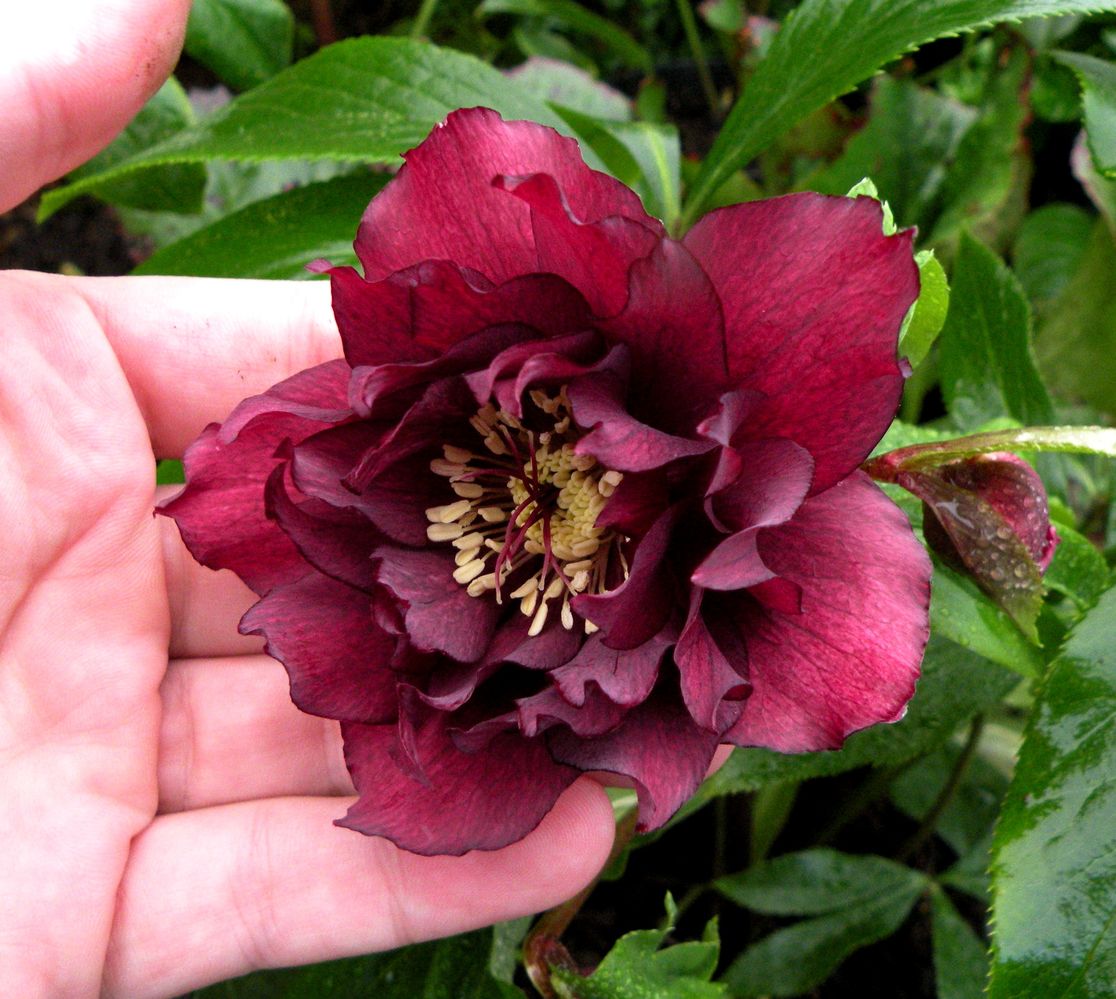 DoubleHelleboreDarkRed.JPG