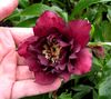 DoubleHelleboreDarkRed.JPG