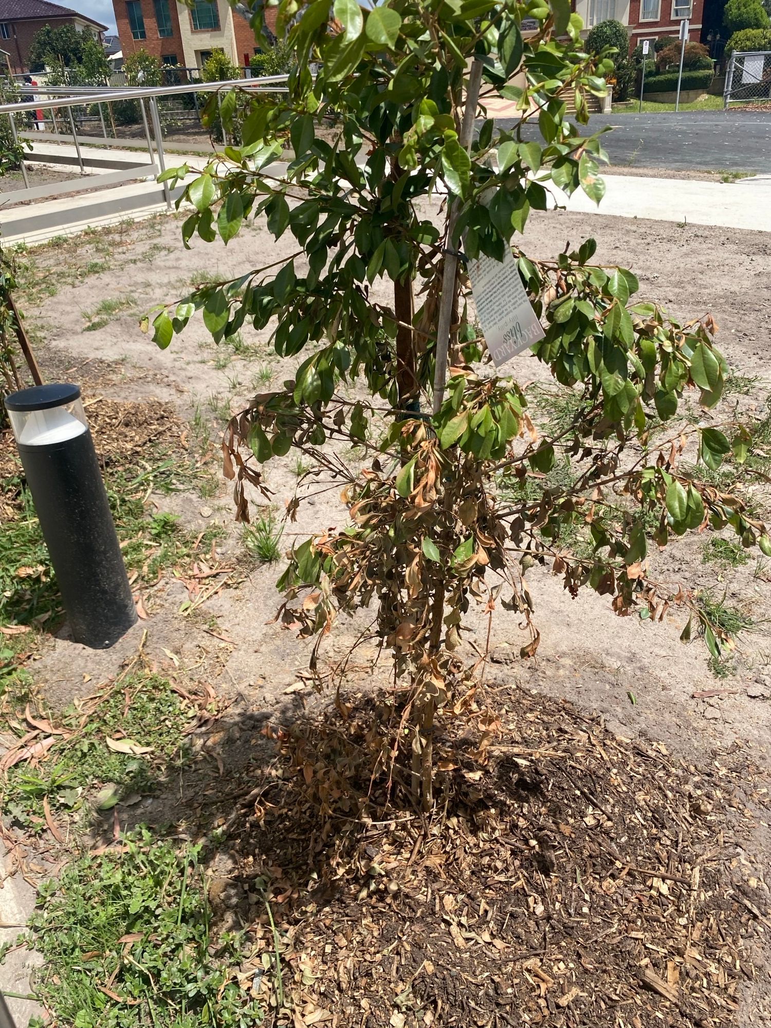 How to plant trees in clay soil? Bunnings community