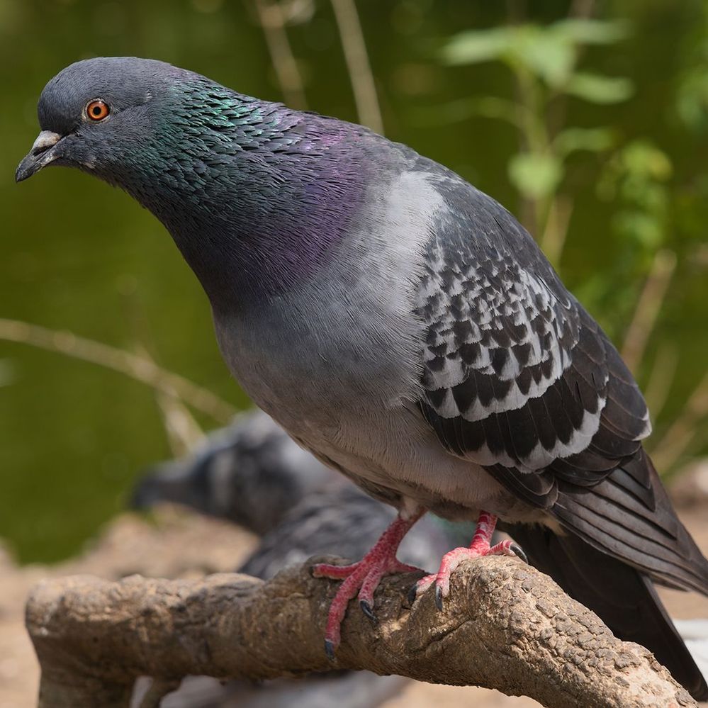 Common_pigeon.jpeg