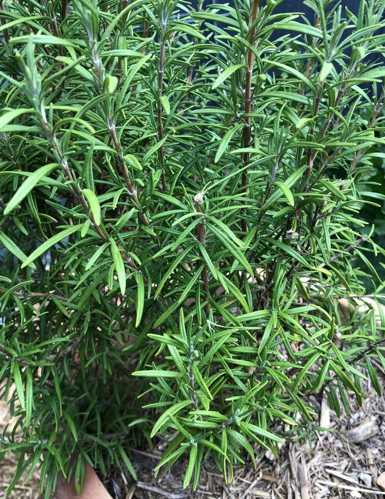 Rosemary.jpeg