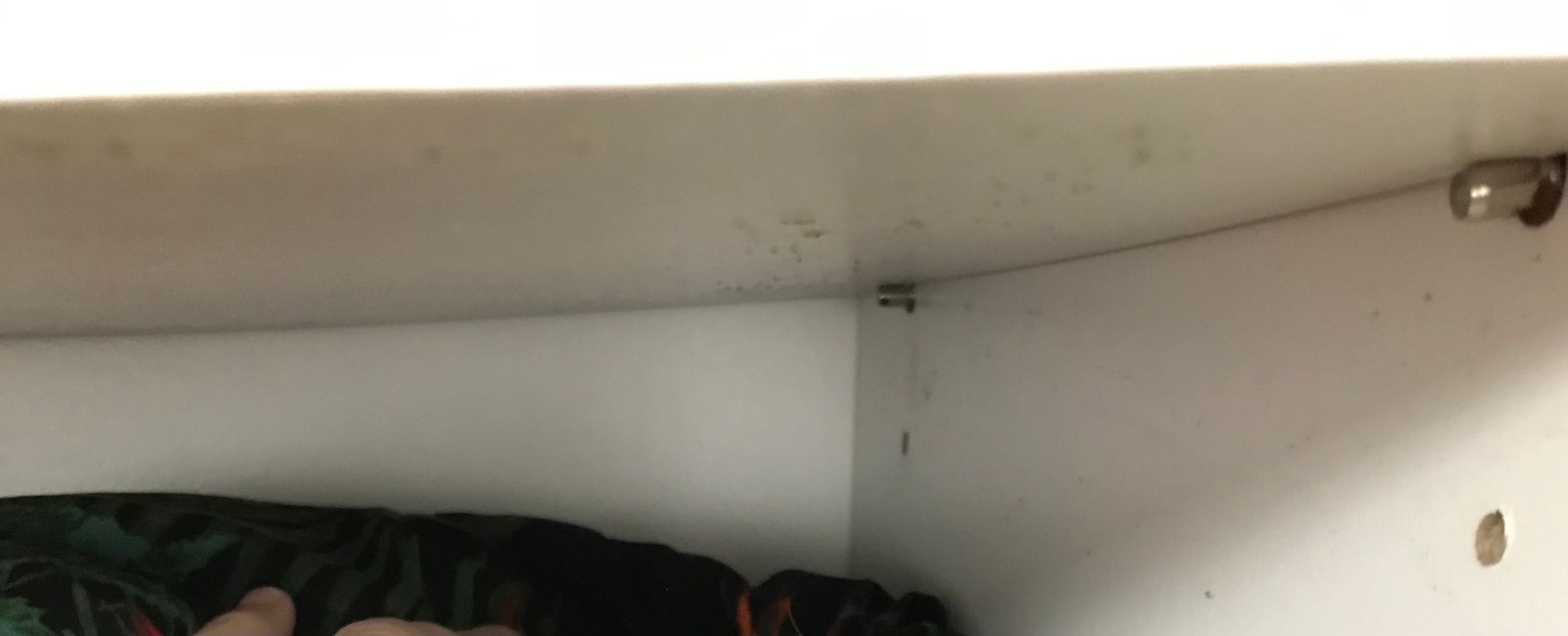 How to support sagging shelves? Bunnings community