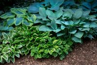 Hosta plants with bright foliage in shade