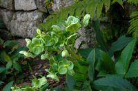 Hellebores are flowering plants that can thrive in shade