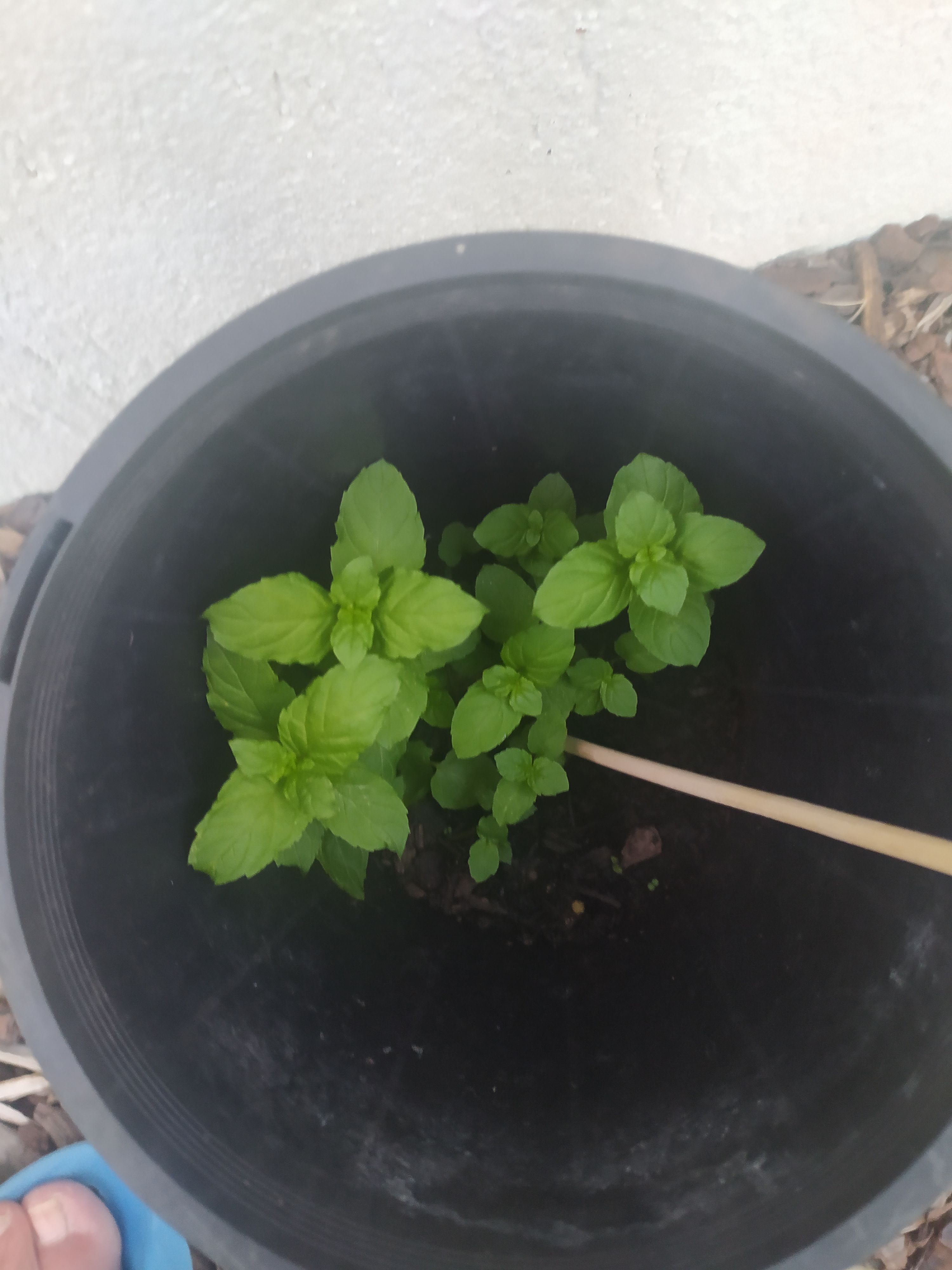 What is this plant? Bunnings community