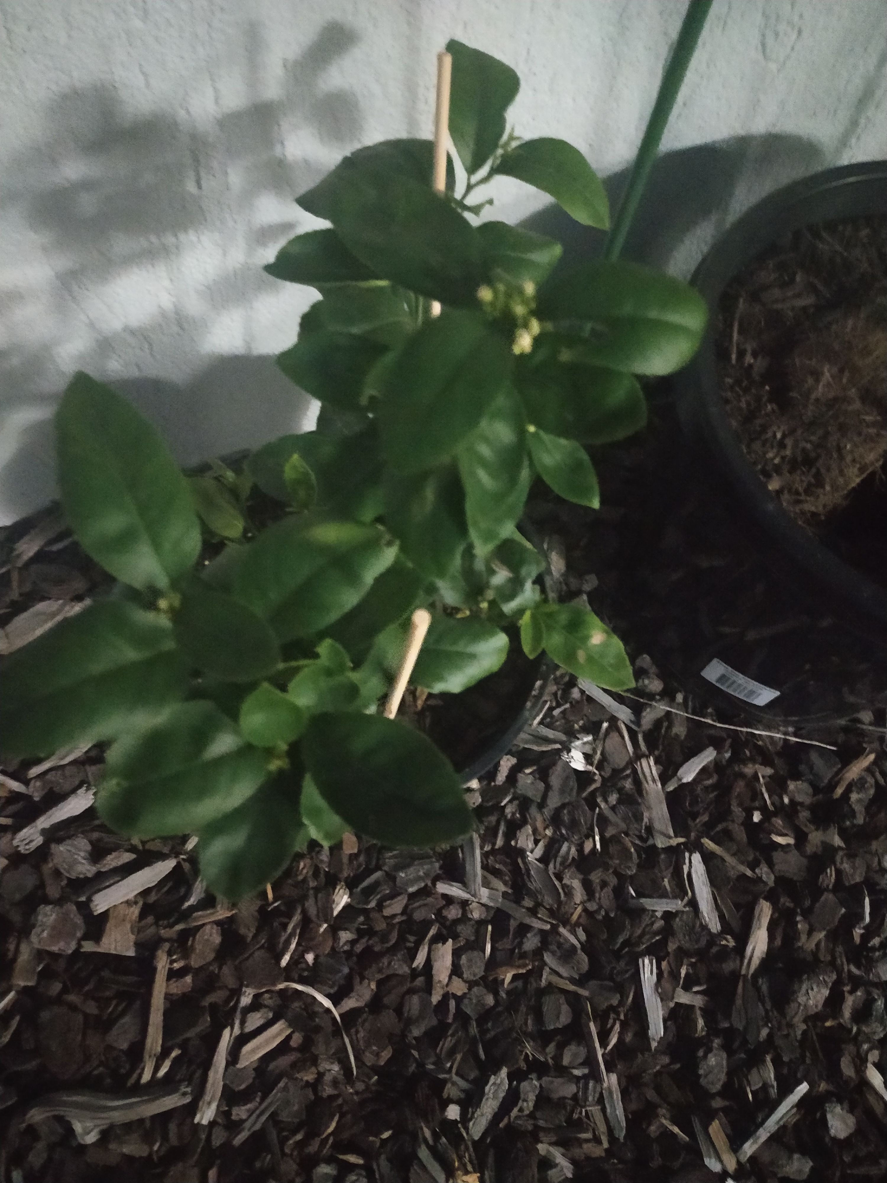 What is this plant? Bunnings community