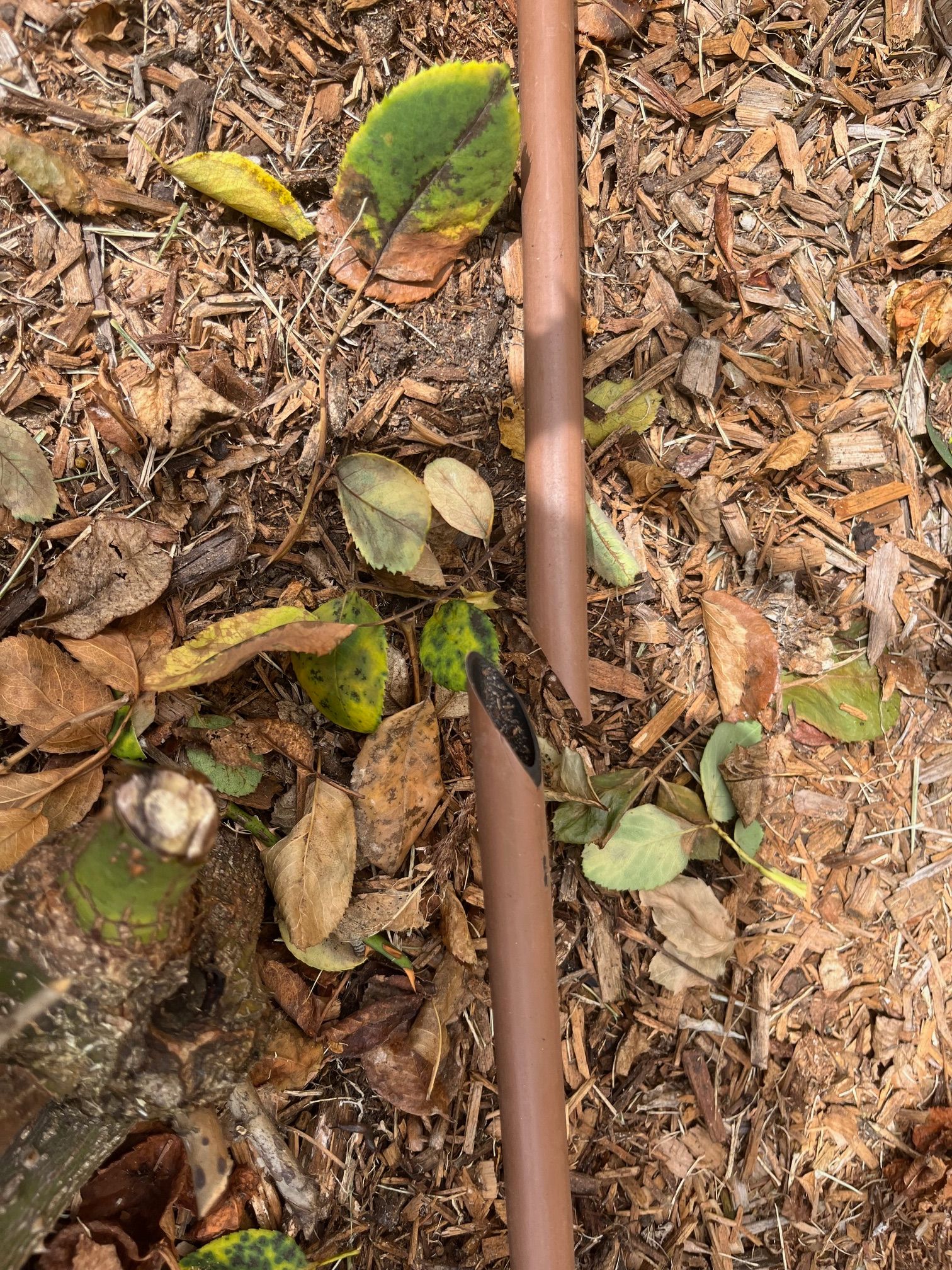 Solved How do I fix a snipped irrigation tube? Bunnings