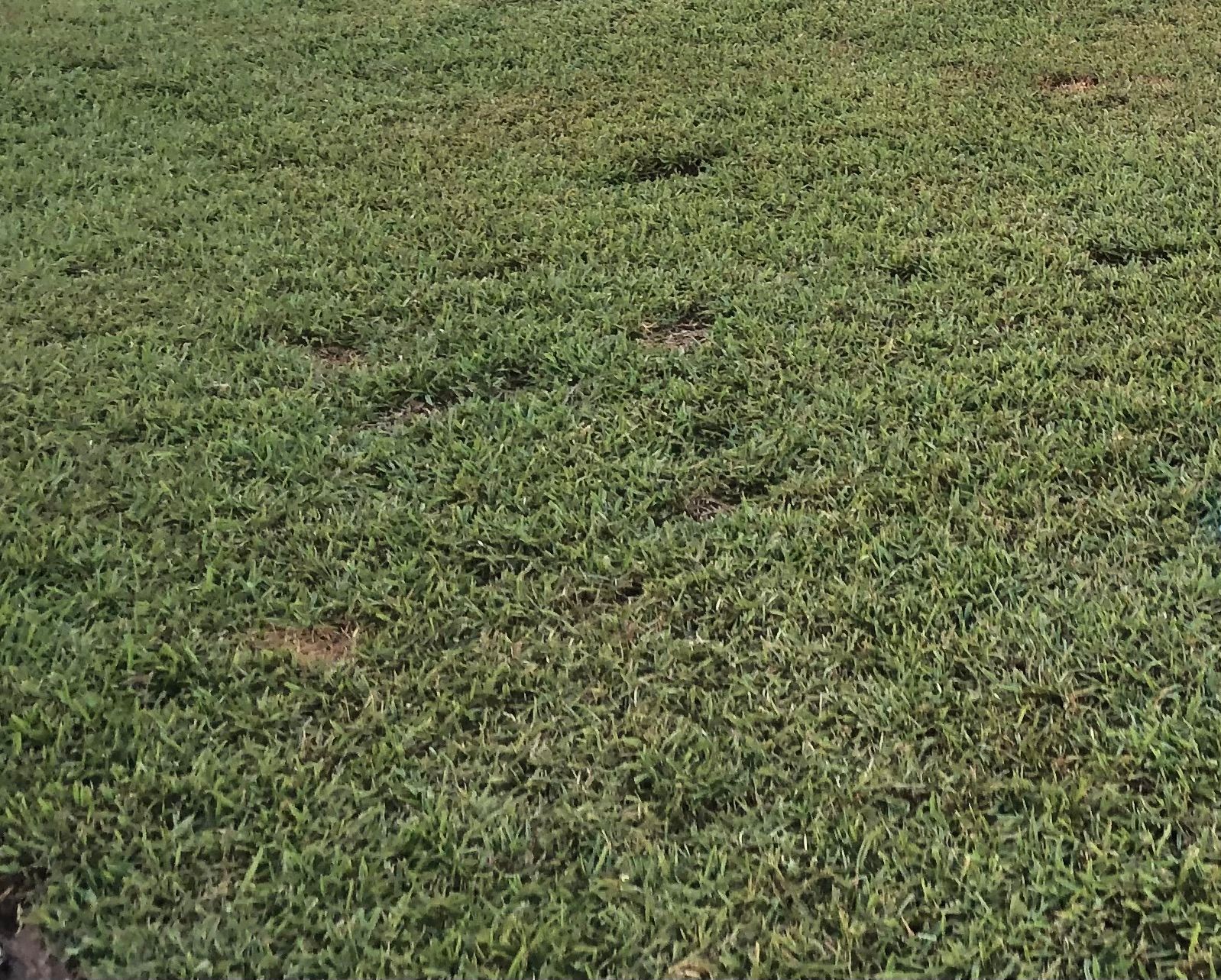 How to fix dead sections in Buffalo lawn... Bunnings community