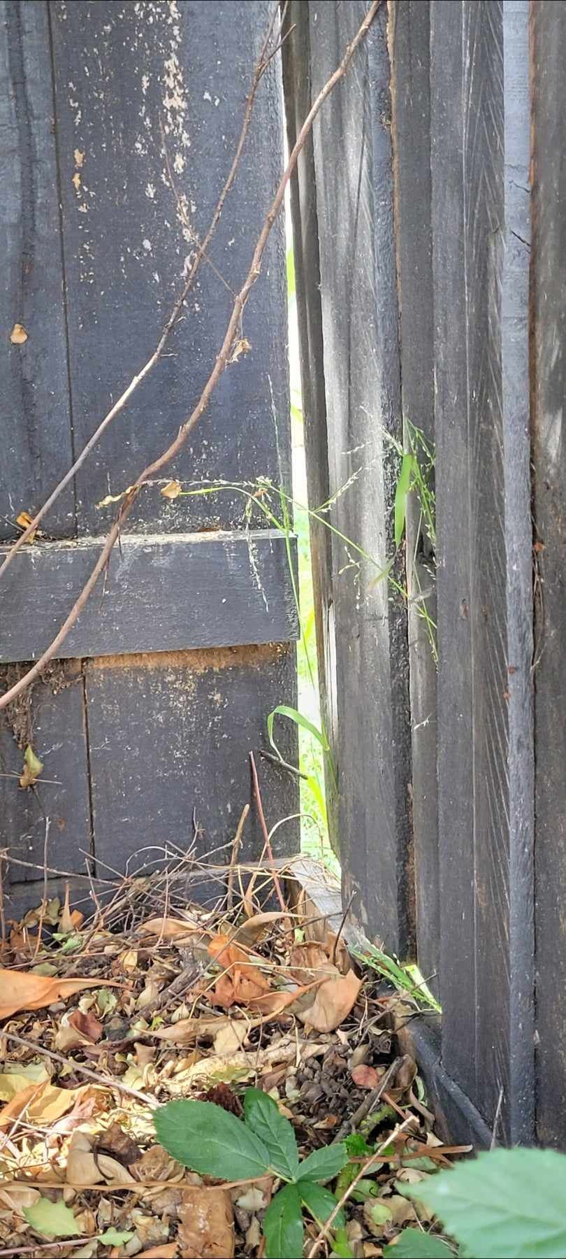 How to replace single fence paling? Bunnings community