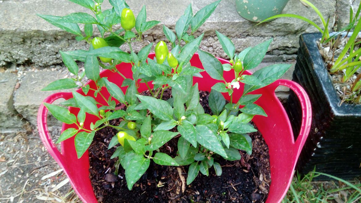 5th season Nellie Kellie