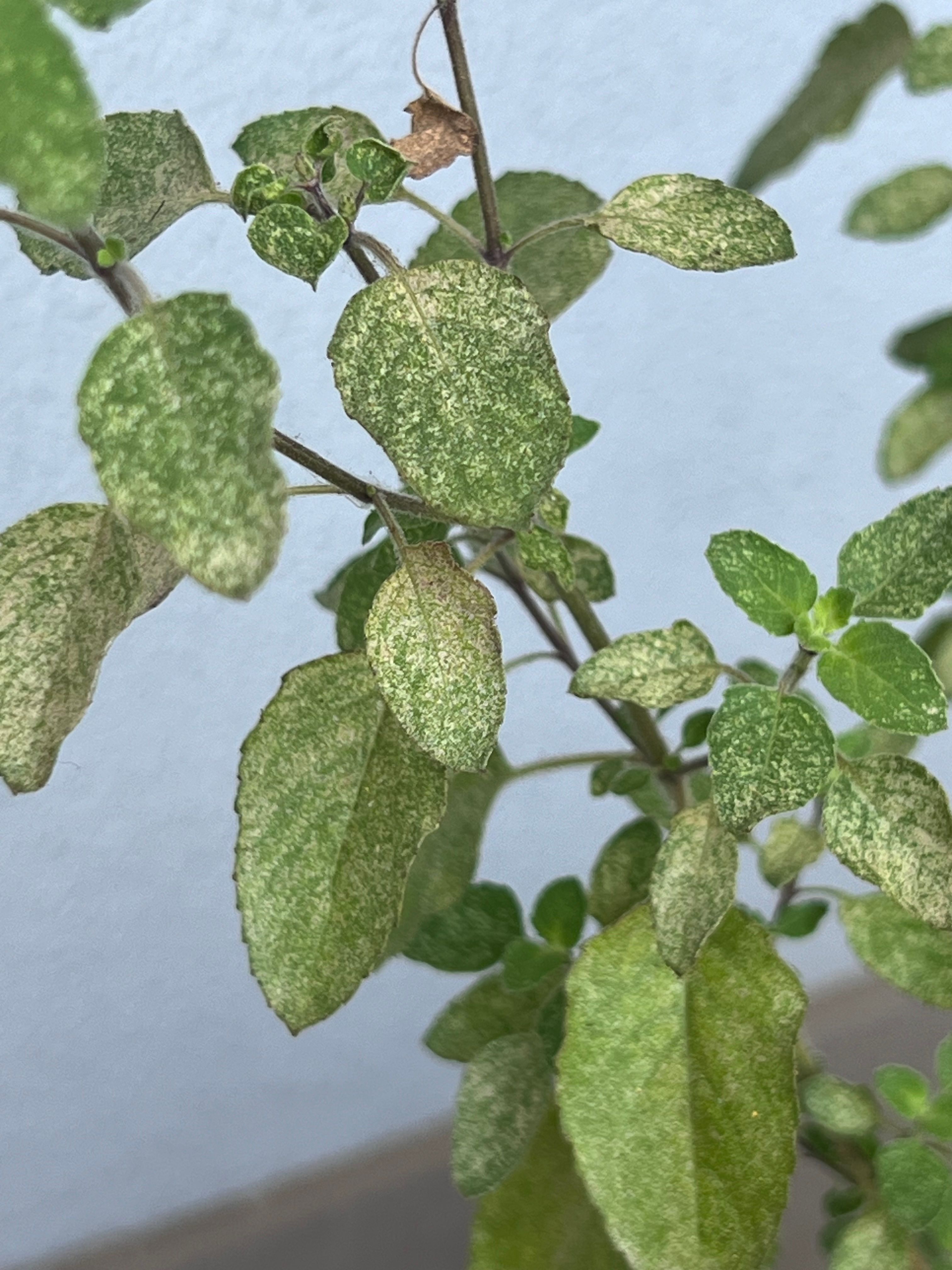Why are curry plant and holy basil leave... Bunnings community