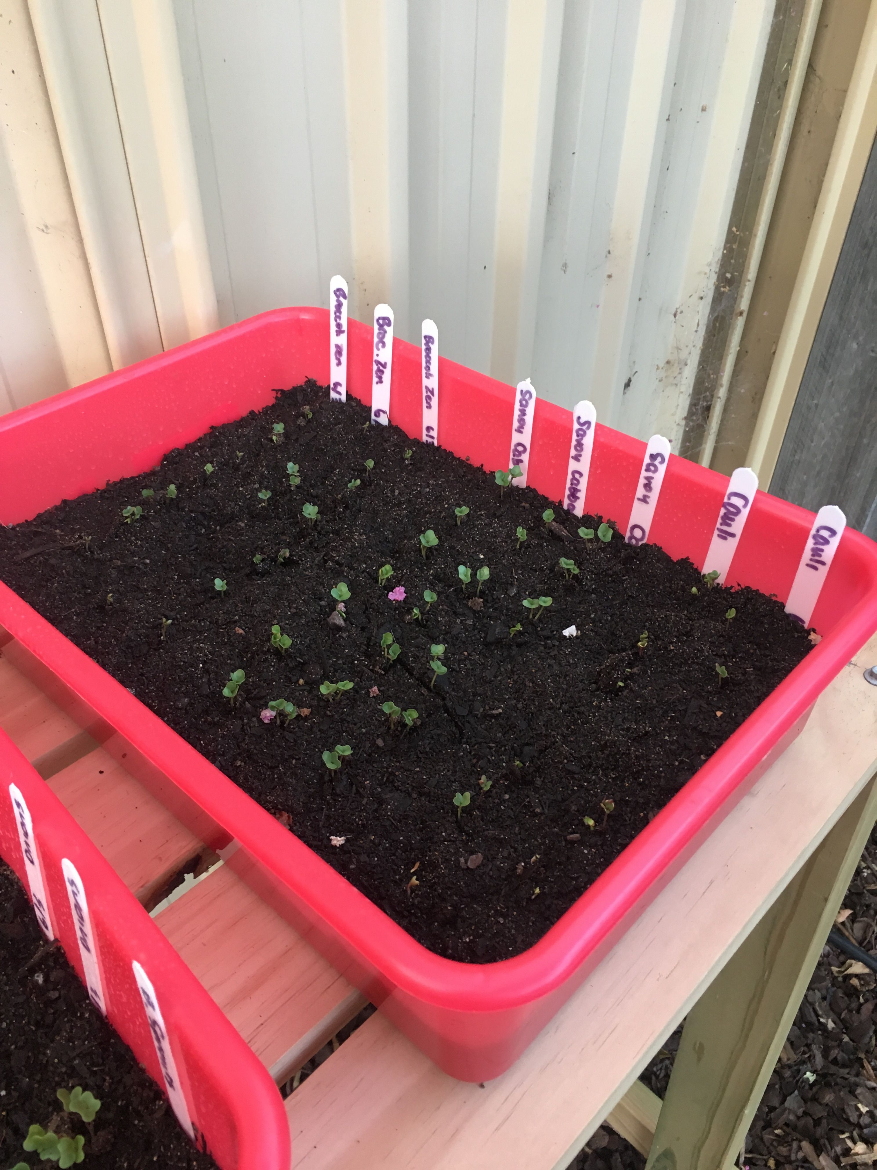 Growing your own vegetable seedlings Bunnings community
