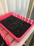 Germinated seeds