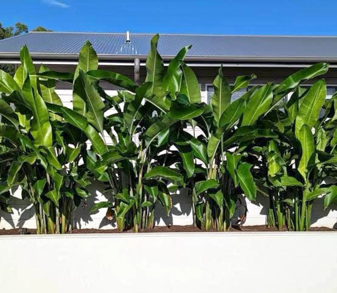 Heliconia Tropicana's