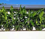 Heliconia Tropicana's