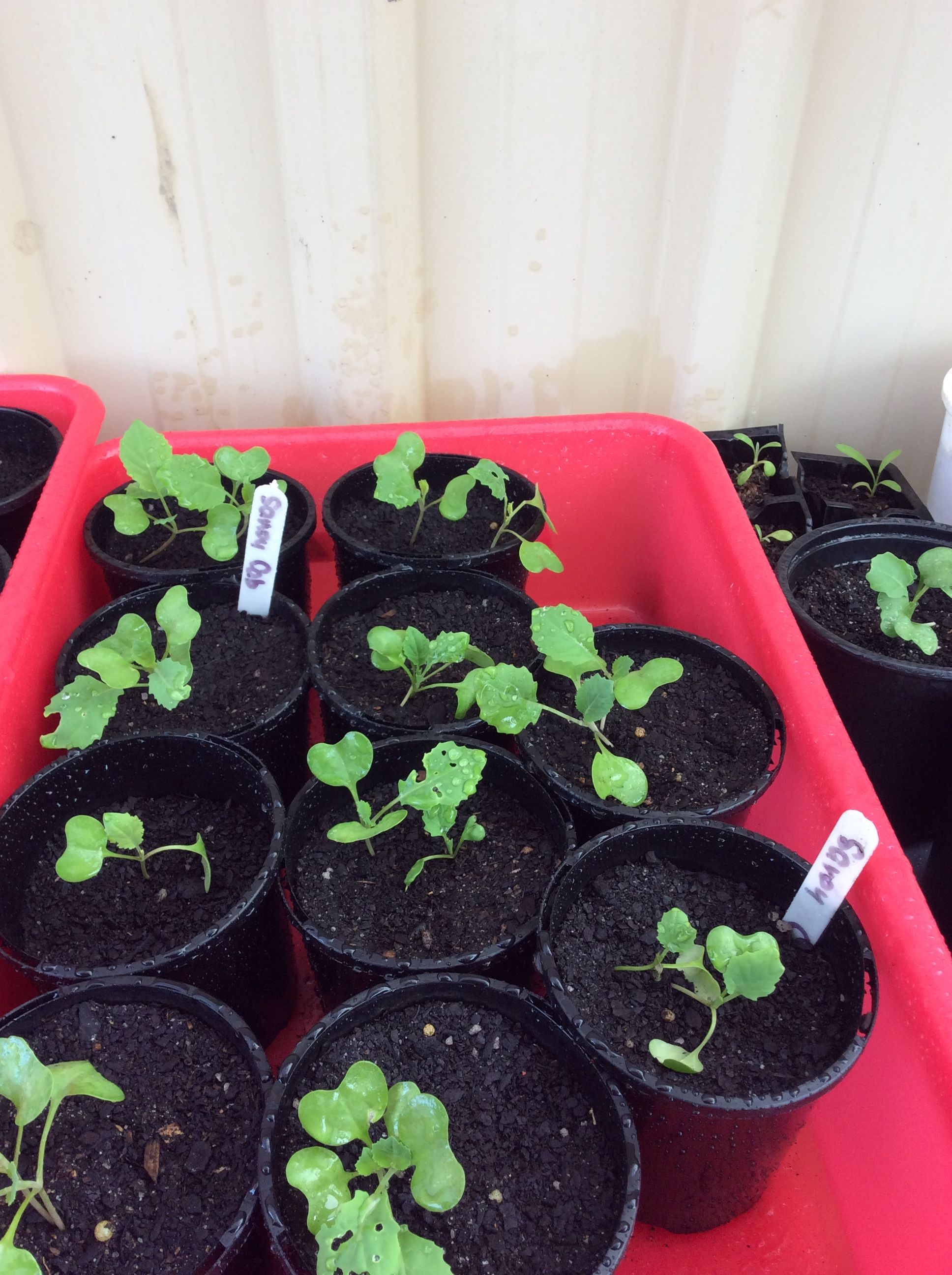 Growing your own vegetable seedlings Bunnings community