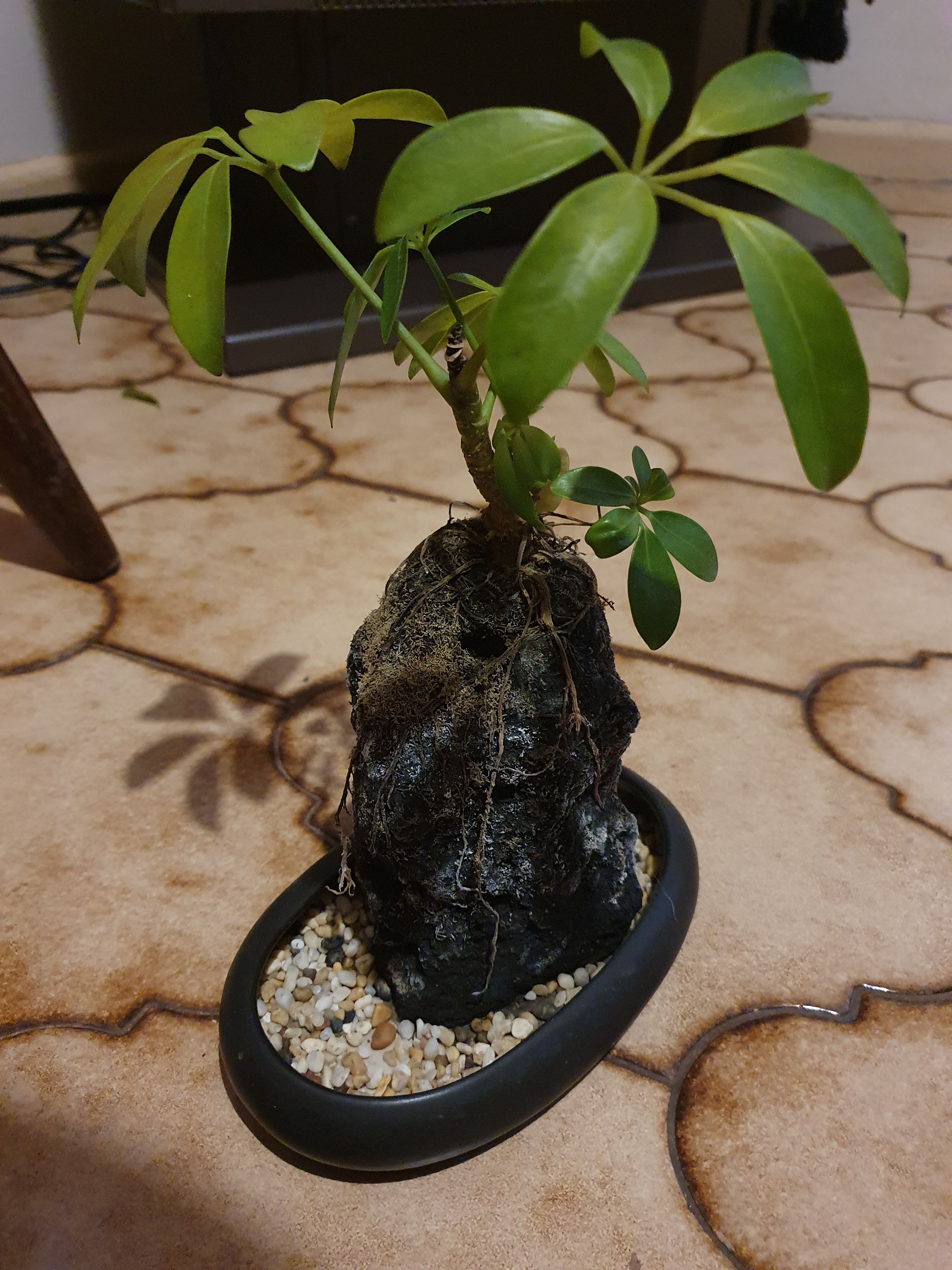 Rock plant help needed | Bunnings Workshop community