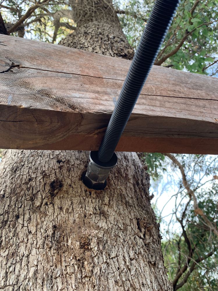 beam can slide out with tree growth