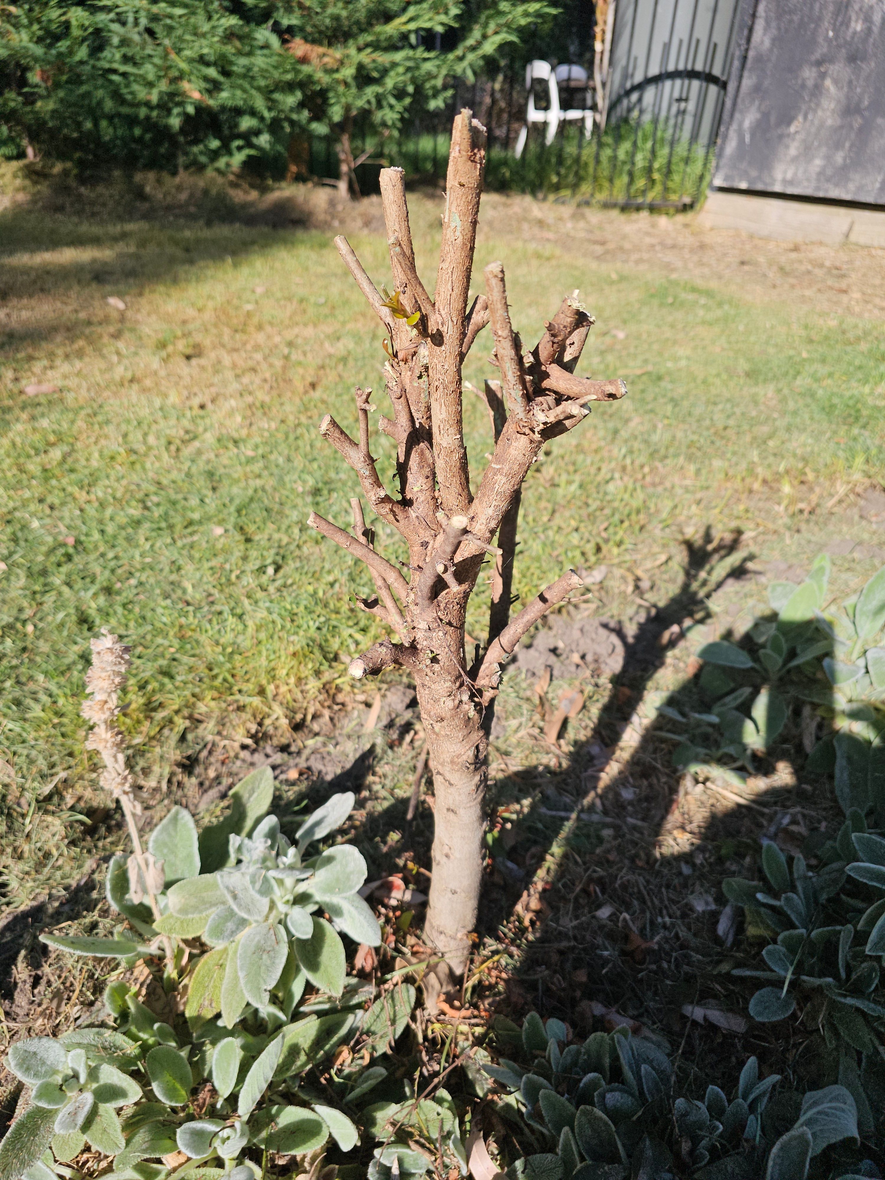 How to revive an unhealthy lilly pilly? Bunnings community