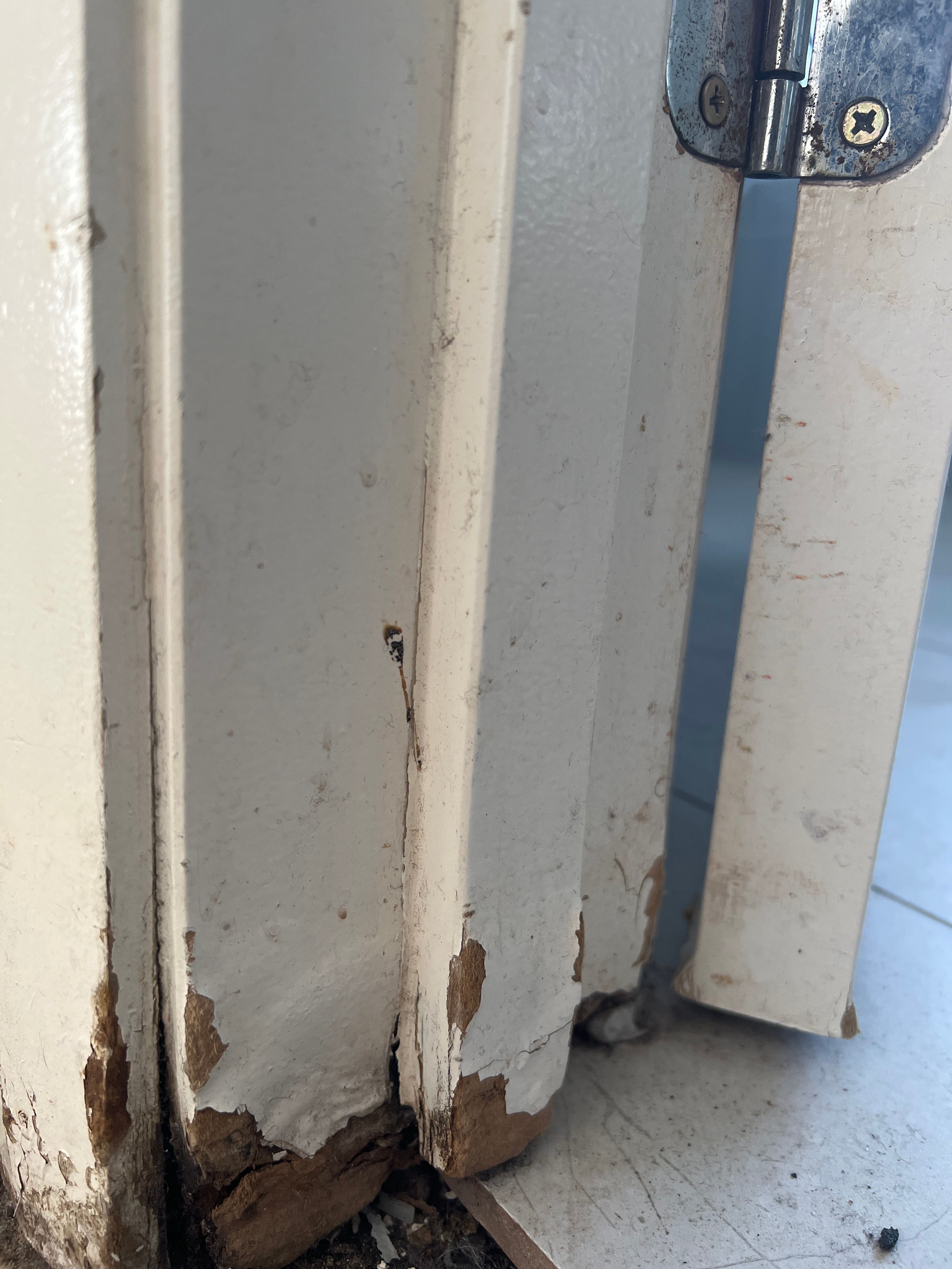 Solved How to fix rotted door frame? Bunnings community