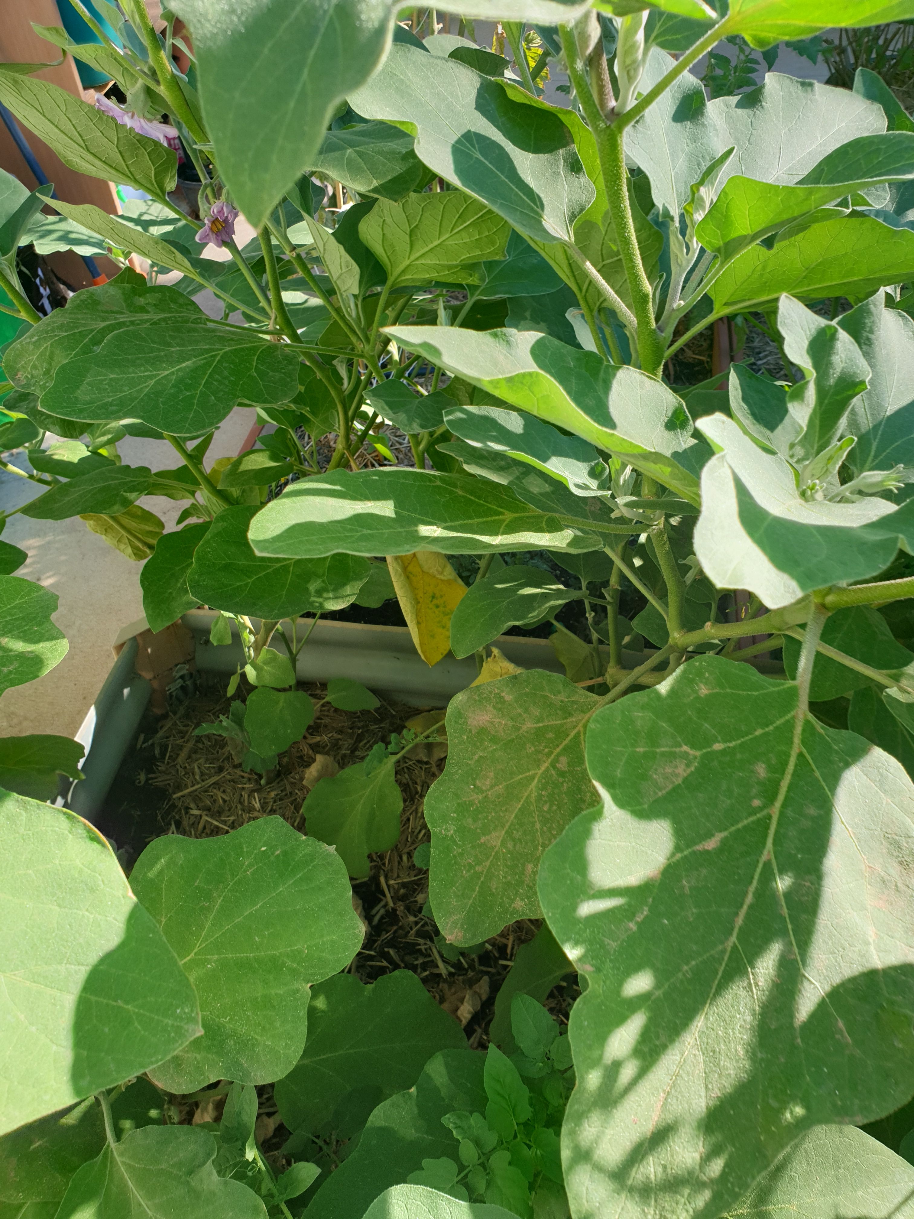 Why has my eggplant not produced fruit? Bunnings community