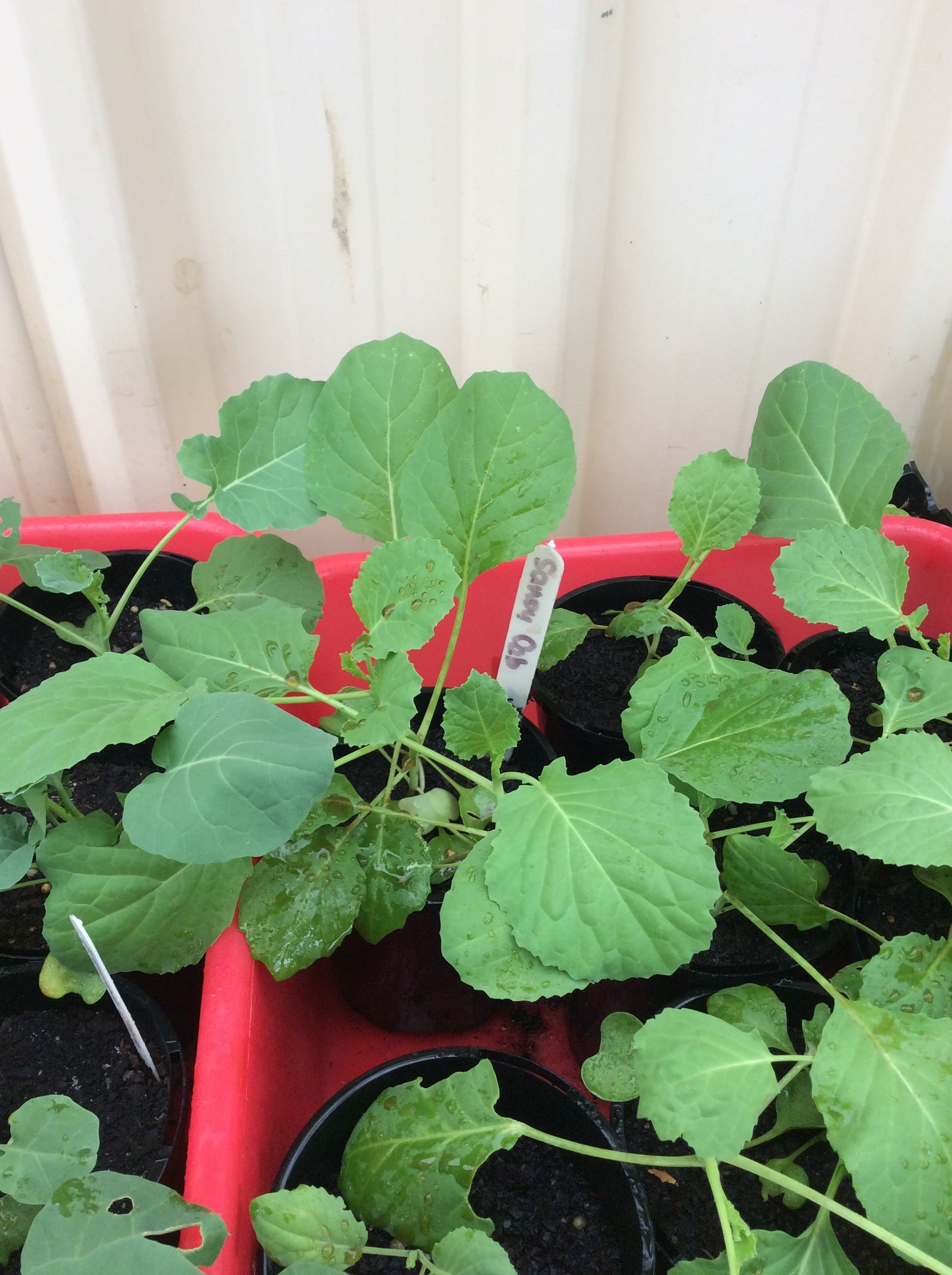 Growing your own vegetable seedlings Bunnings community