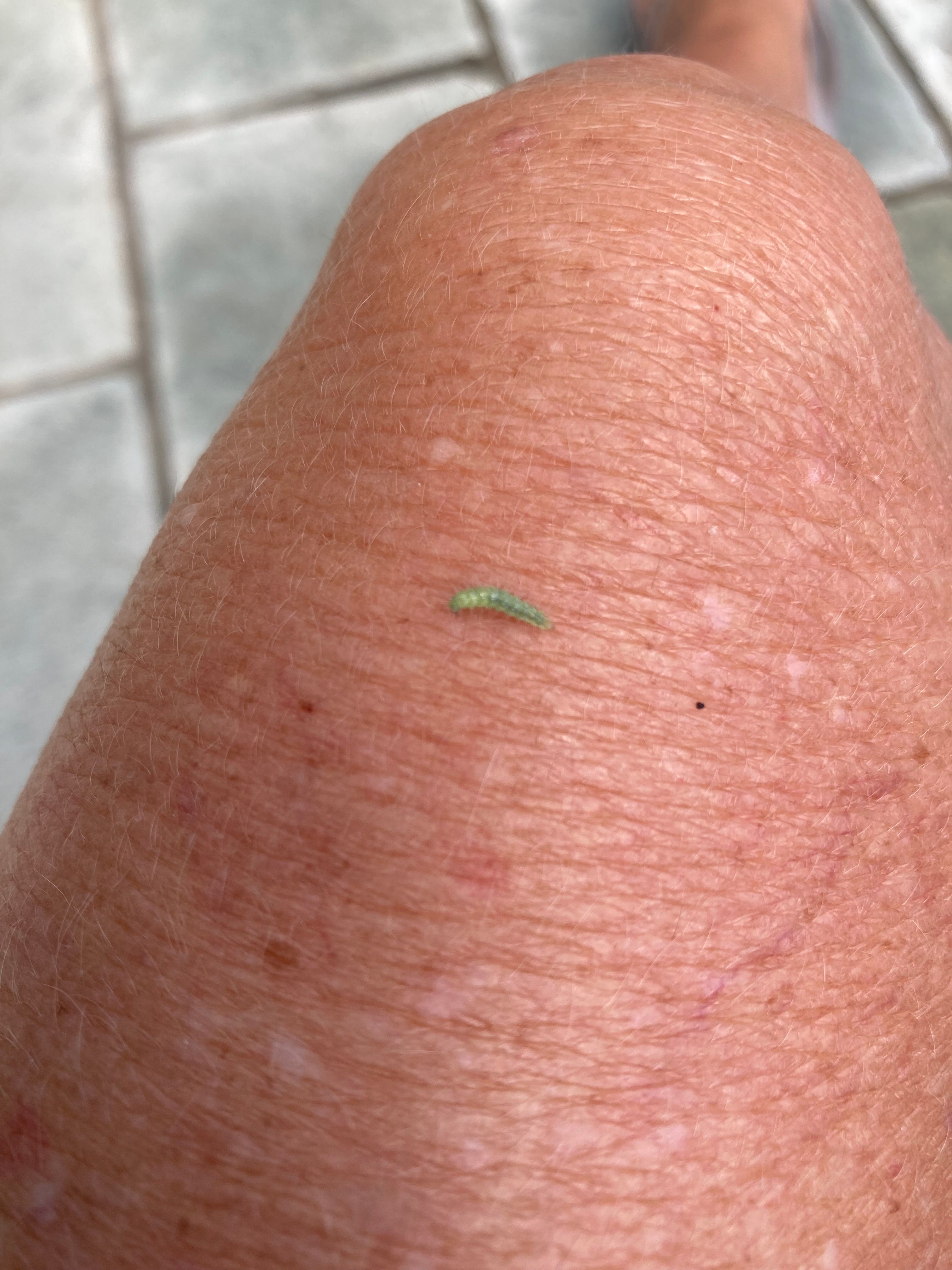 How to get rid of budworms on geranium? Bunnings community