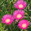 Pigface or Ice plant
