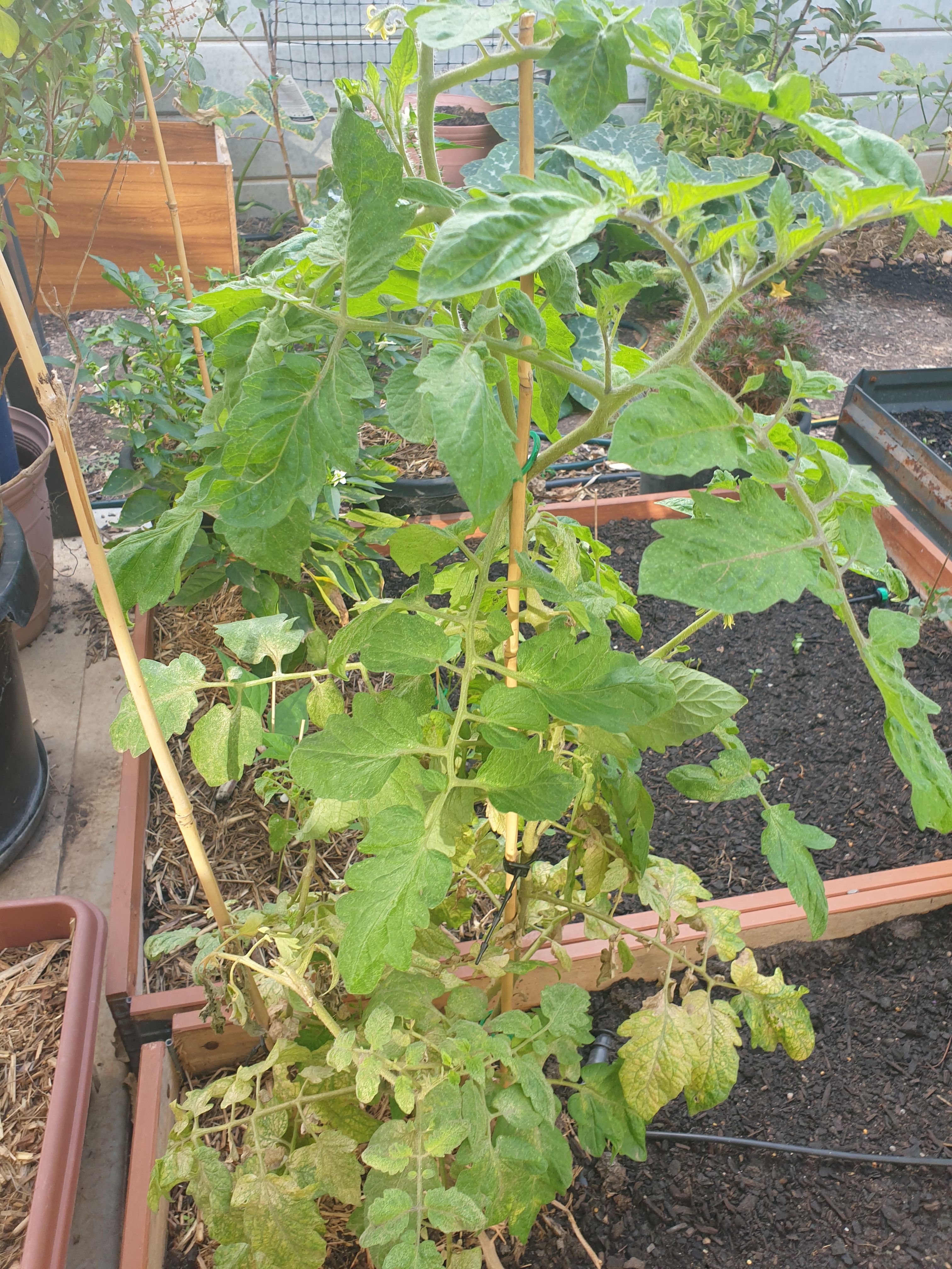 Solved Why are my tomato plants not growing mor... Page 3 Bunnings