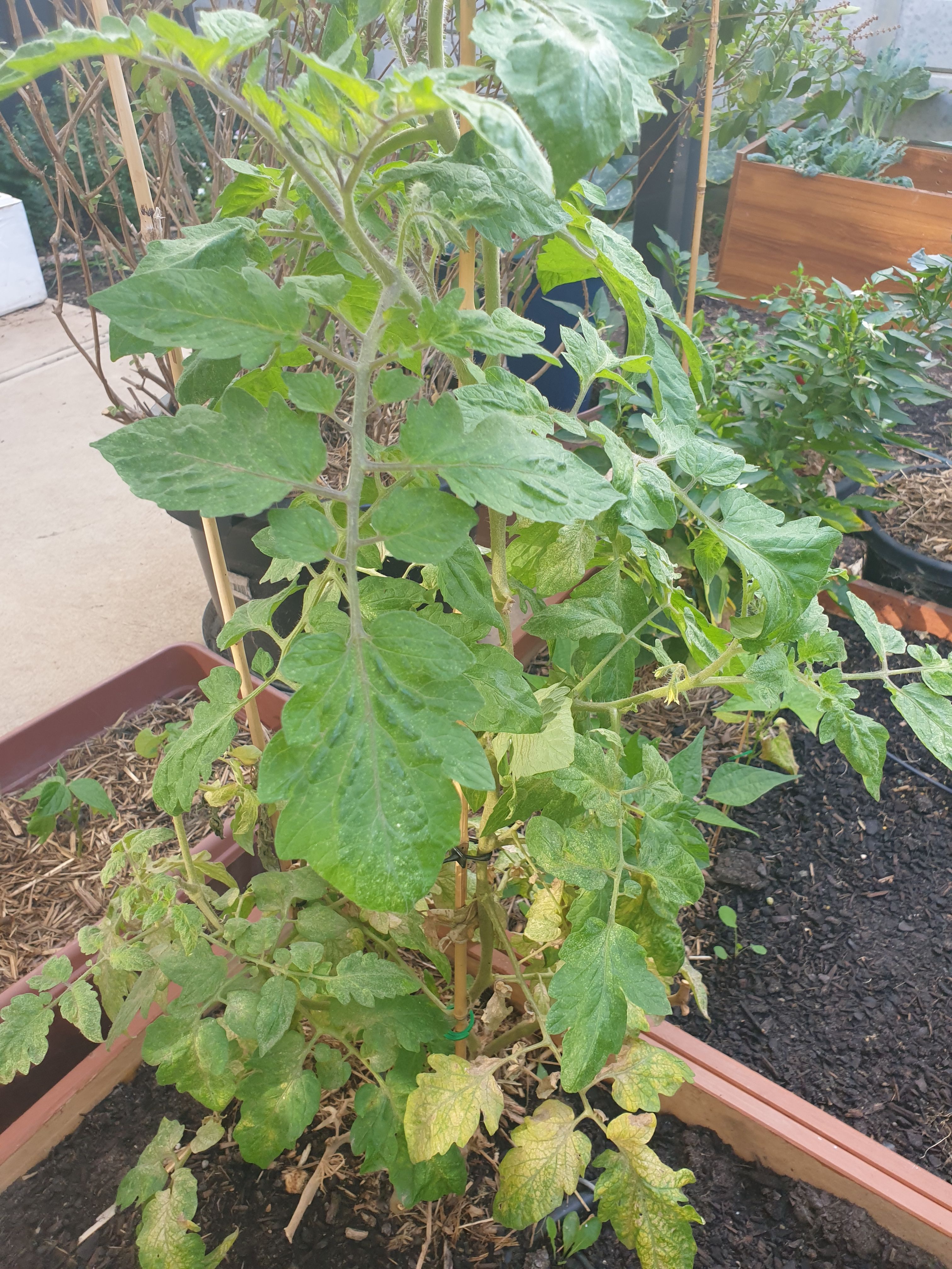 Solved Why are my tomato plants not growing mor... Page 3 Bunnings