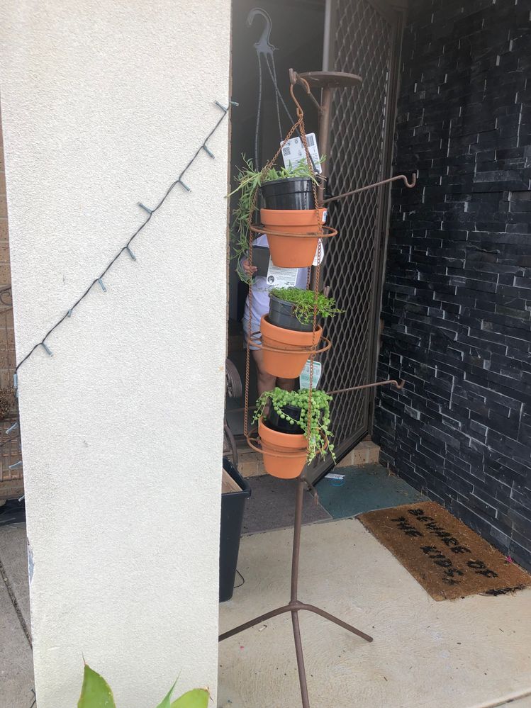 Outdoor succulent garden