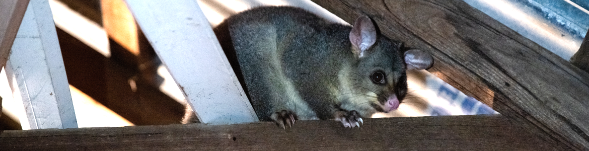 Prevent possums from your roof.png