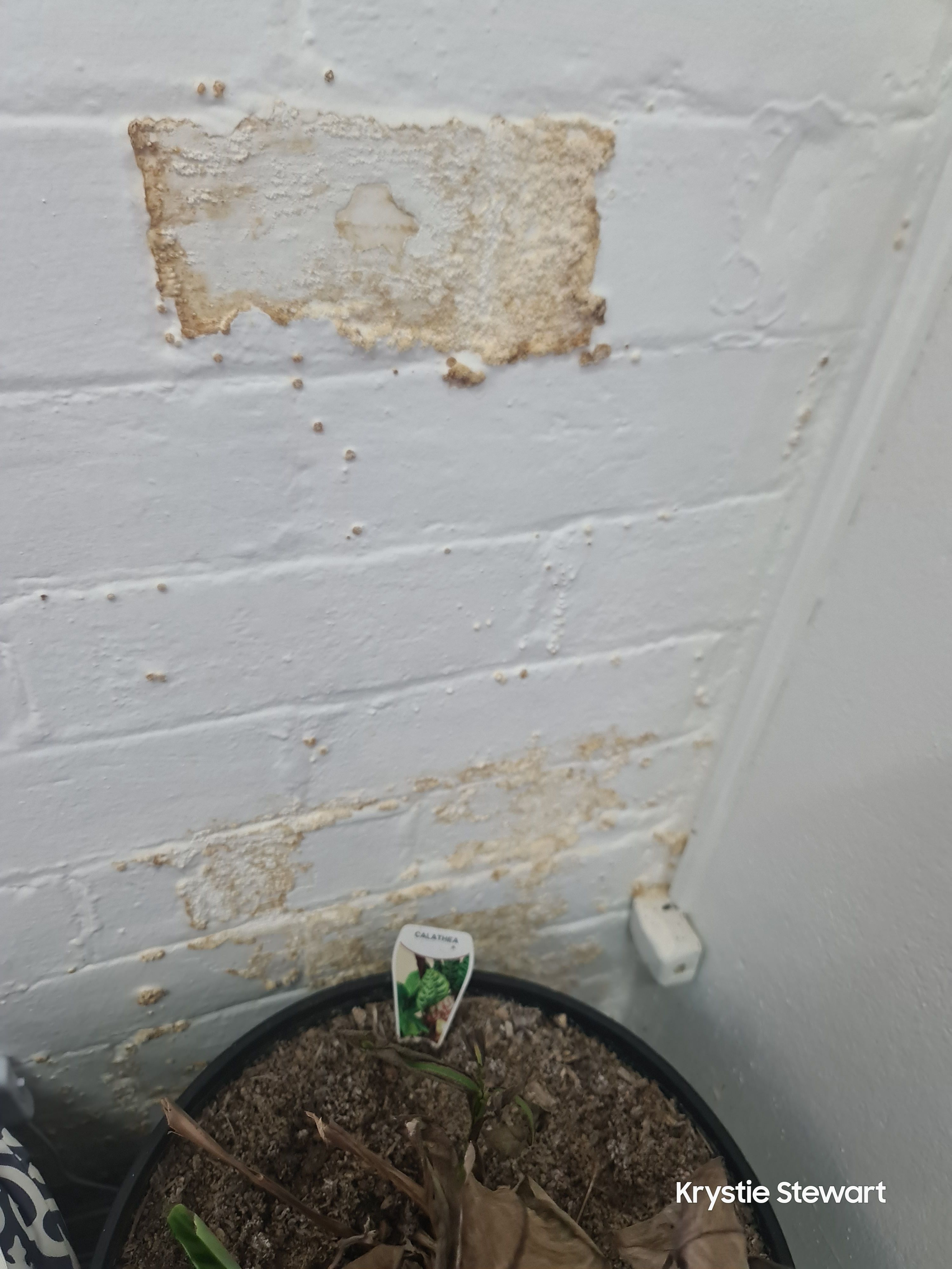 How to fix rising damp in brick wall? Bunnings community