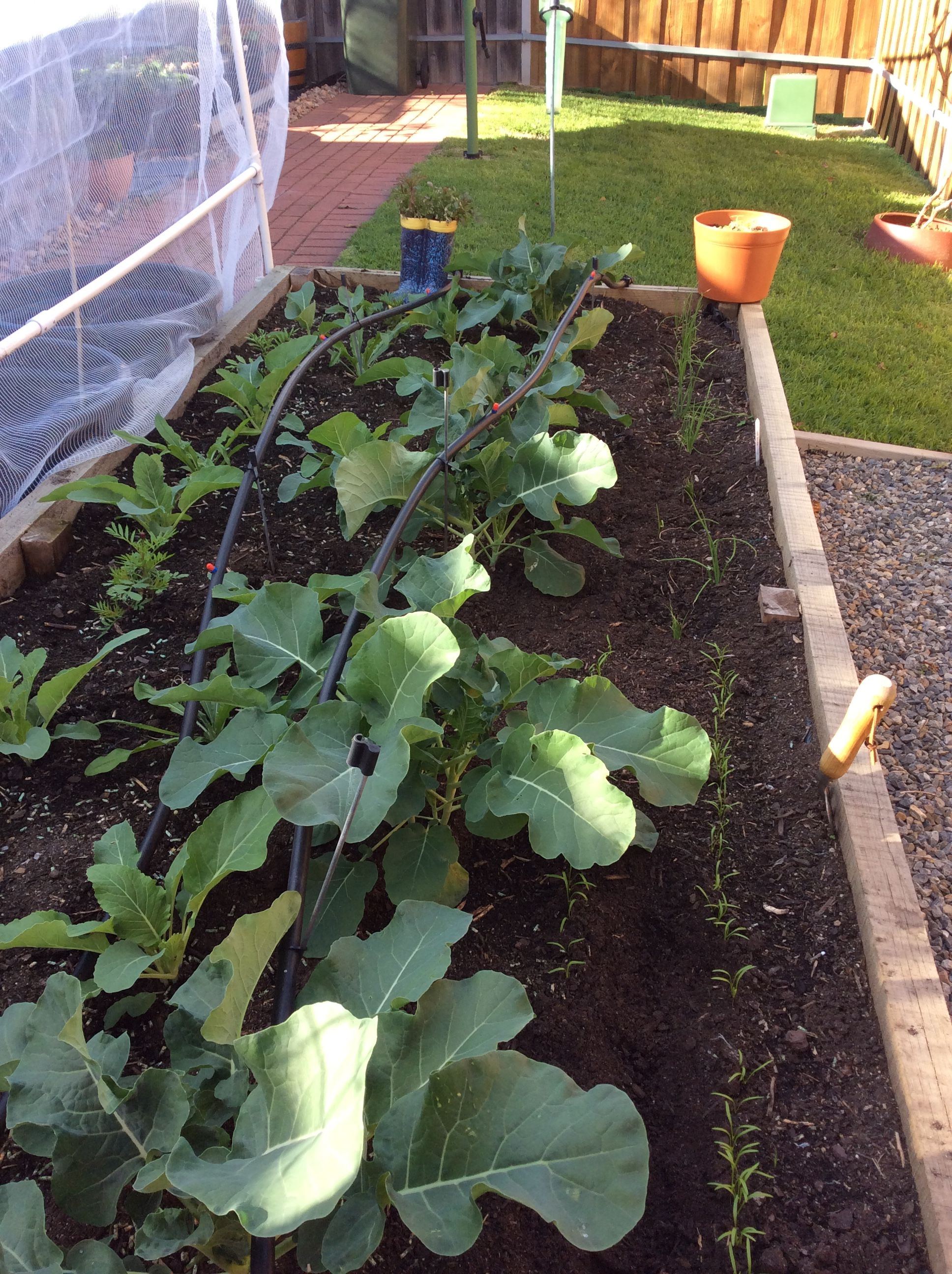 Growing your own vegetable seedlings Bunnings community