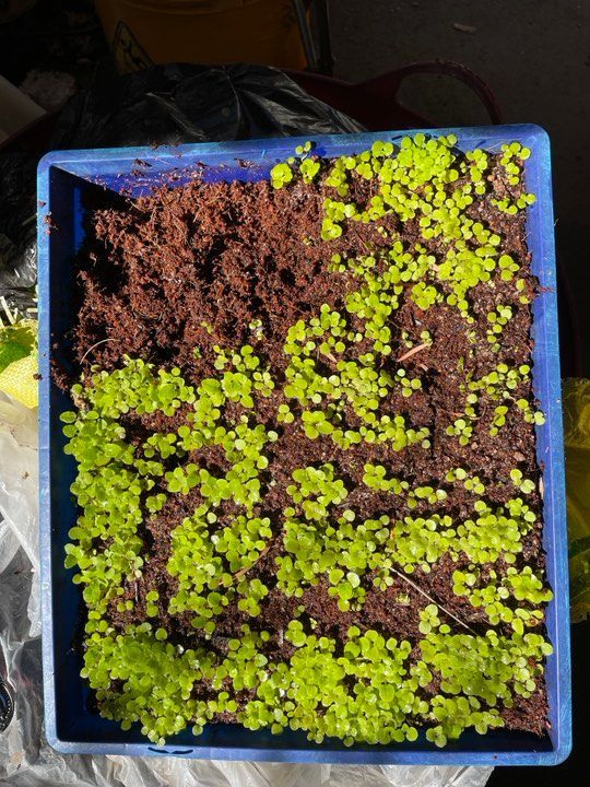 Coir for germinating seeds.