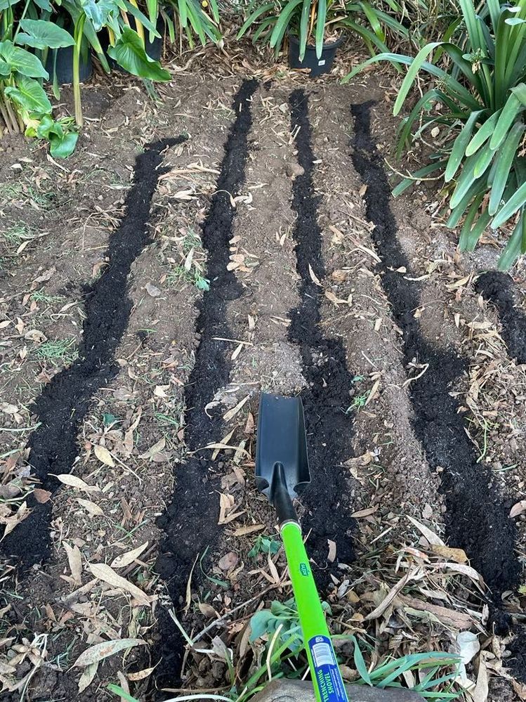 A trench spade for making channels, Also, the holes for the plants. and filling a row with cow manure. The soil is placed back over the cow manure.