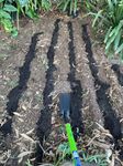 A trench spade for making channels, Also, the holes for the plants. and filling a row with cow manure. The soil is placed back over the cow manure.