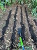 A trench spade for making channels, Also, the holes for the plants. and filling a row with cow manure. The soil is placed back over the cow manure.