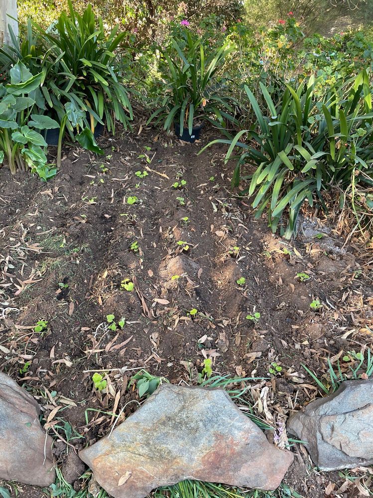 The cinerarias are planted up on the ridges, to avoid crown rot. Heavy rains are drained away. Note, Bunnings sell this cineraria - it's marketed as Cineraria Tapestry.