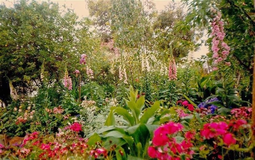 Fox gloves grown in buckets to avoid the nursery pot tax.