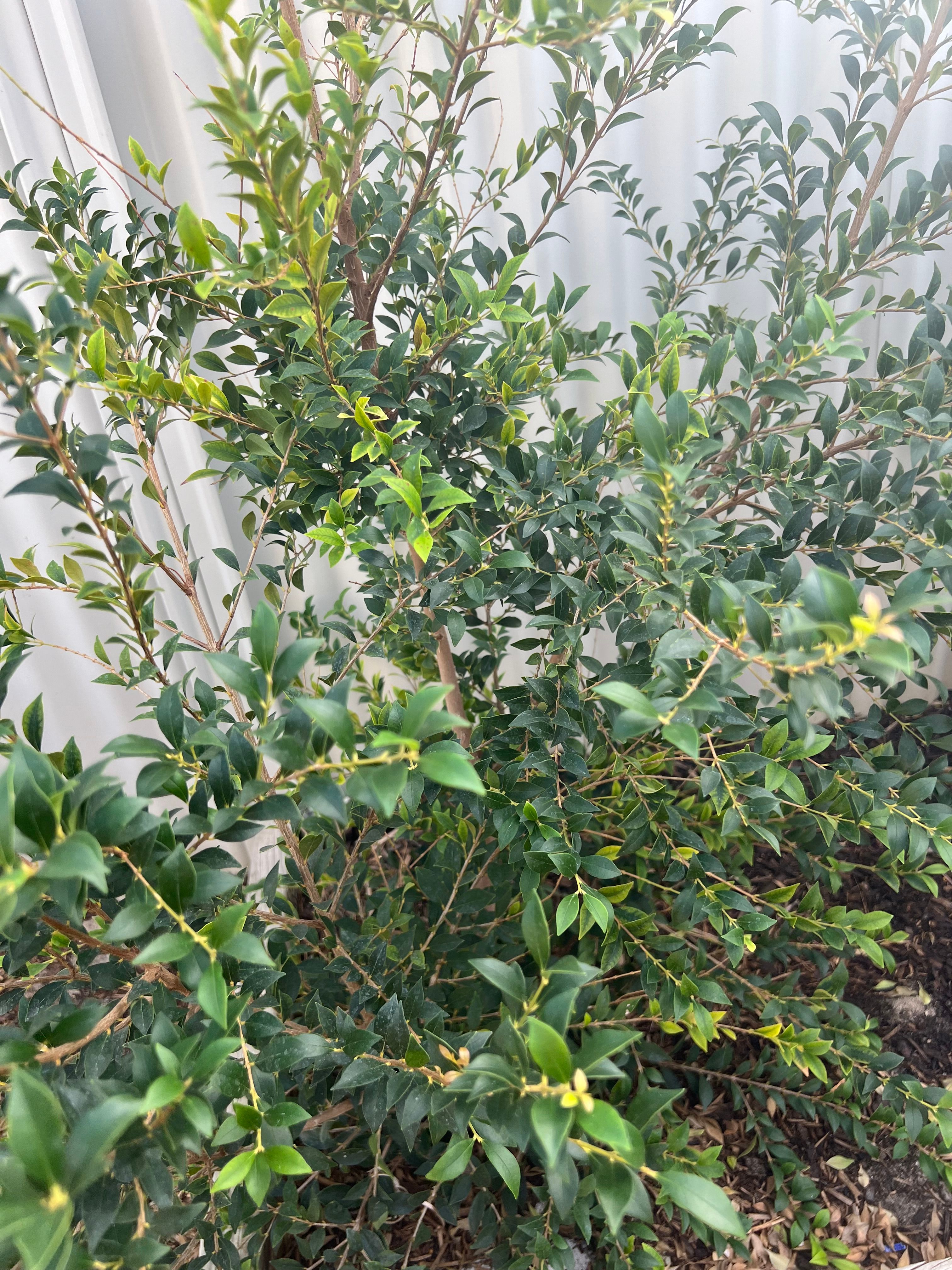 What are red spots on lilly pilly leaves... Bunnings community