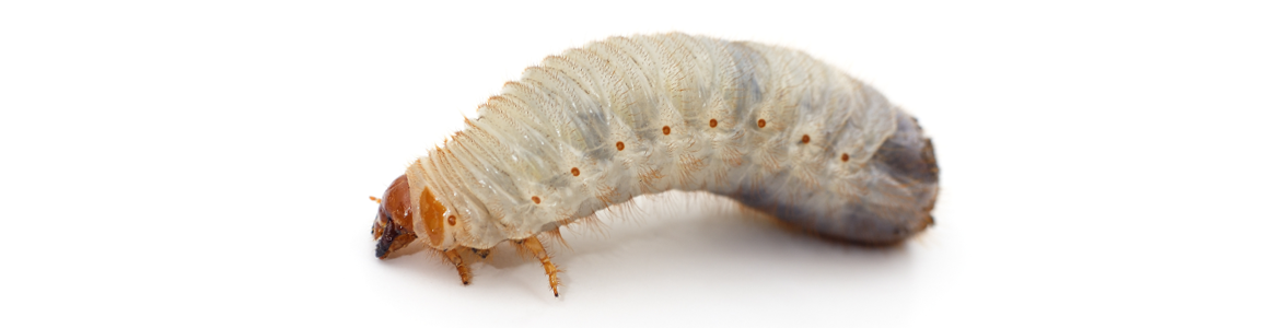 How to control curl grubs and army worms.png