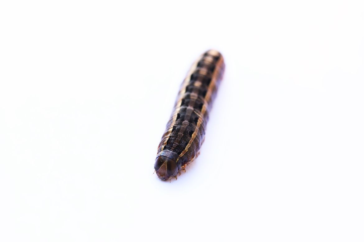 Army worm
