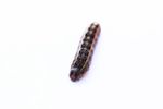 Army worm