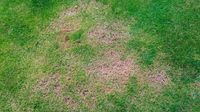 Lawn damage can quickly occur