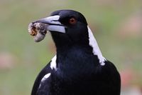 Magpies will eat live curl grubs