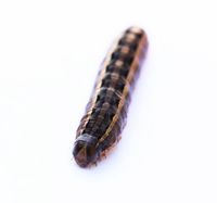 Army worm